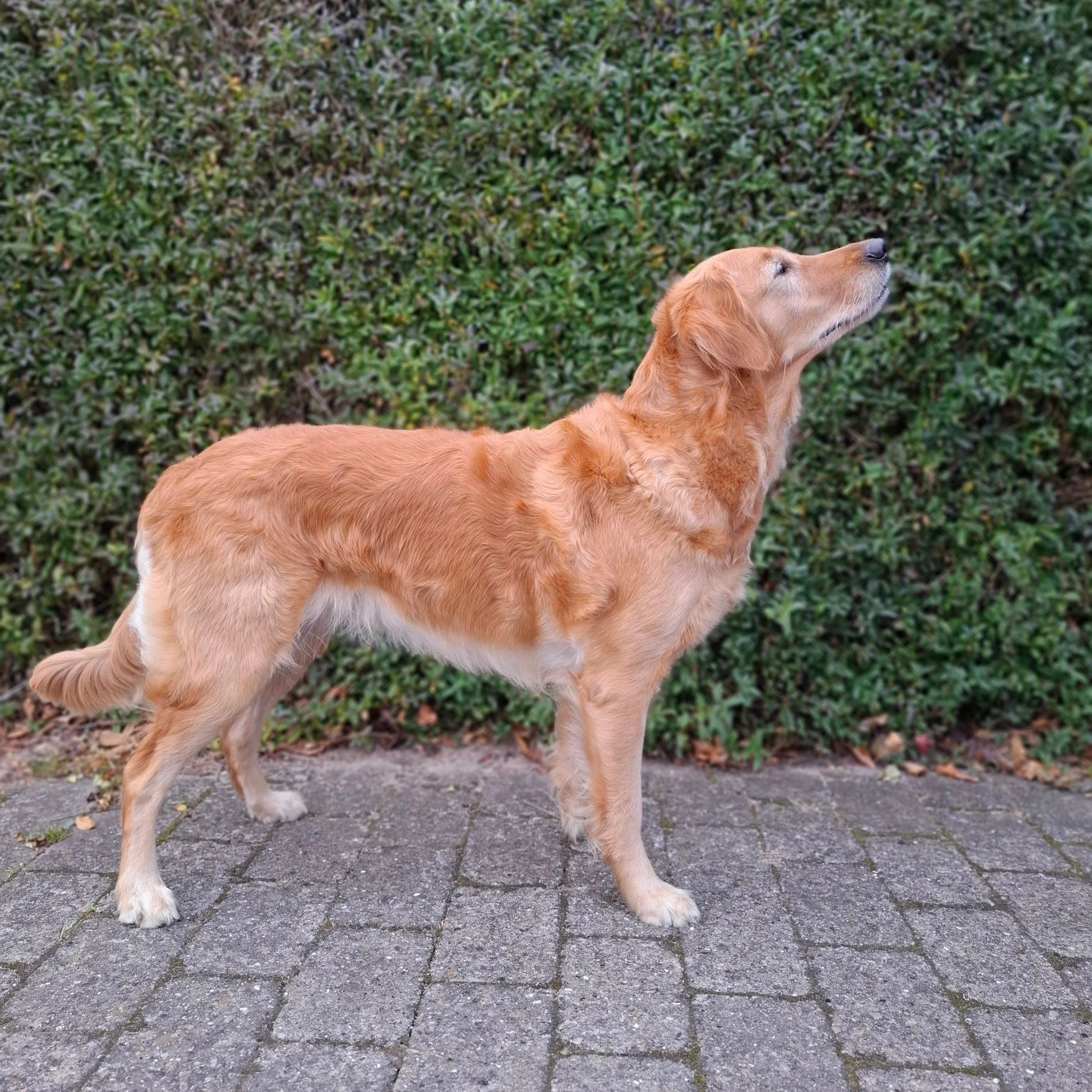 Kennel Golden Blairs Kaja DK23012/2021 B/0 OCD fri