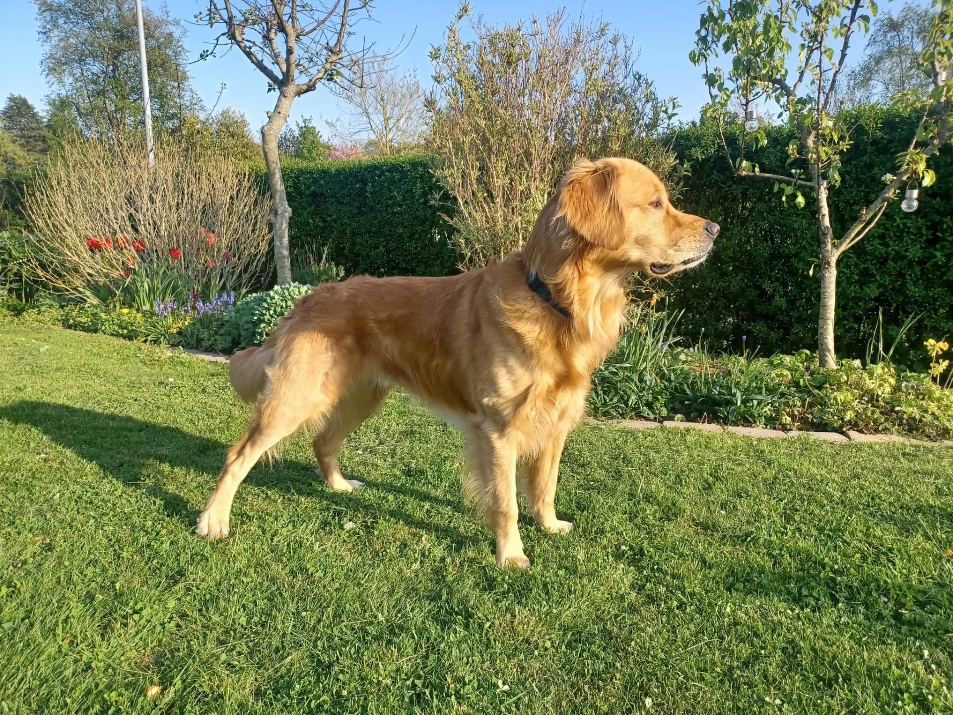 Kvik DK14407/2020 A/0 OCD fri