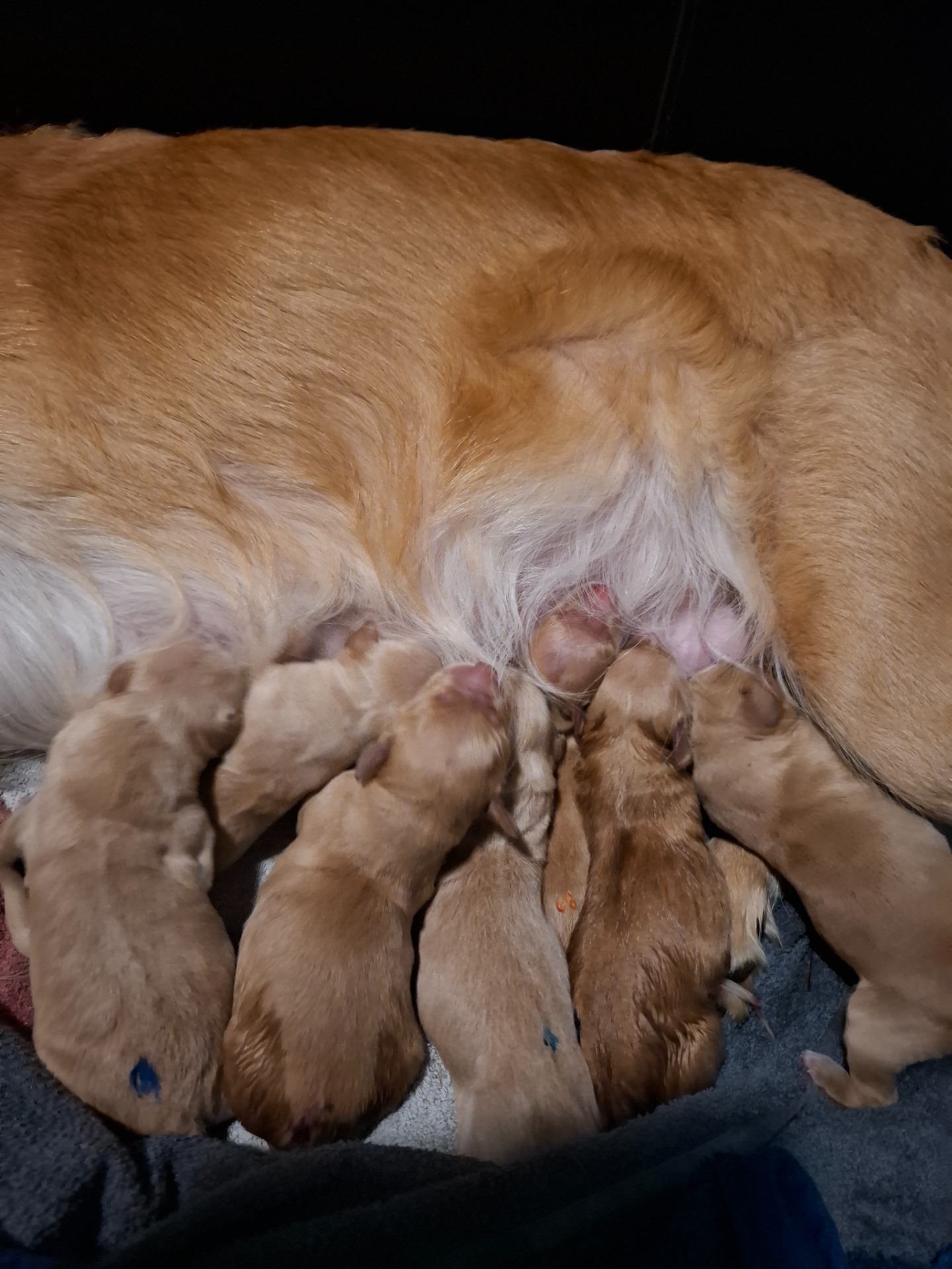Den 2. Januar fødte Kaja 7 fine hvalpe. 3 hanner og 4 tæver. 