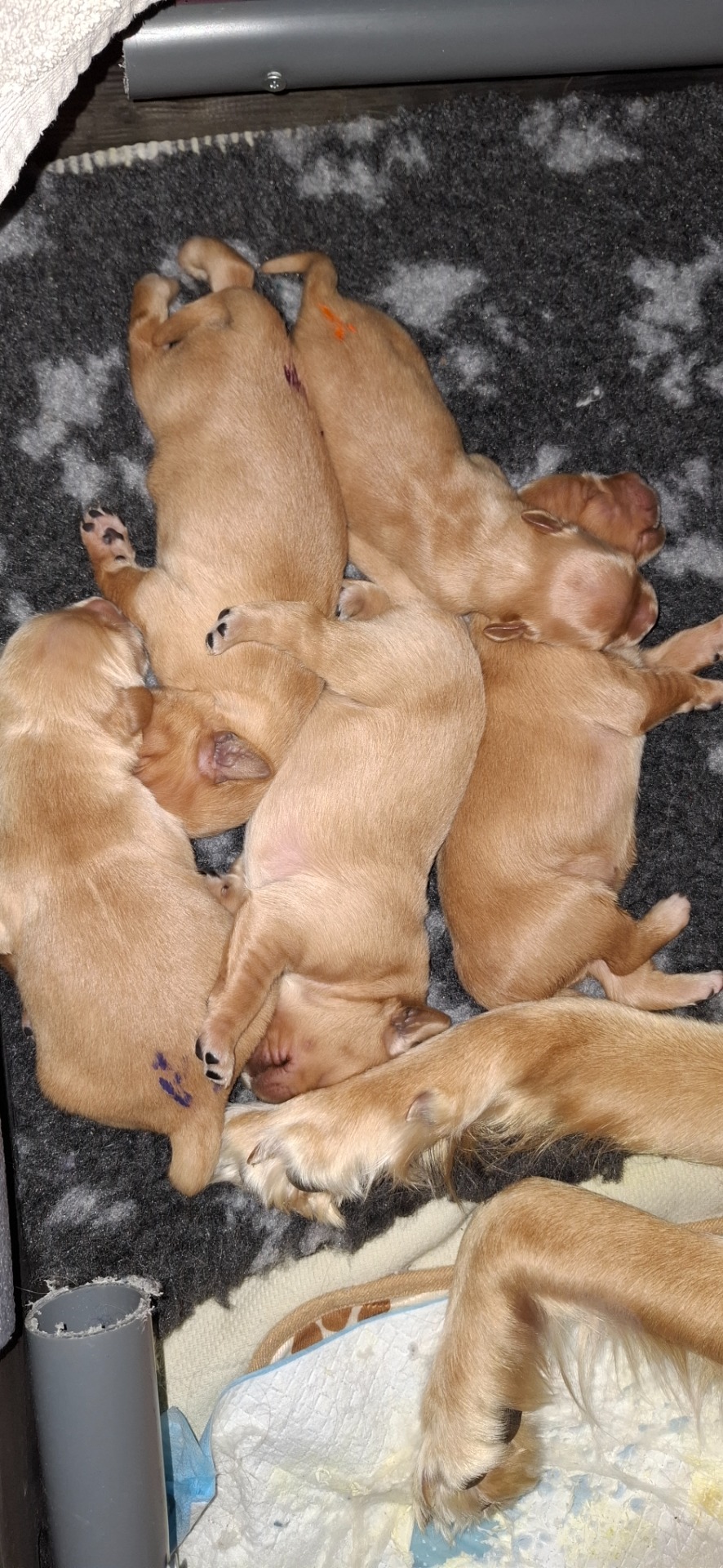 Efter en god portion mælk er fælles lur tiltrængt.